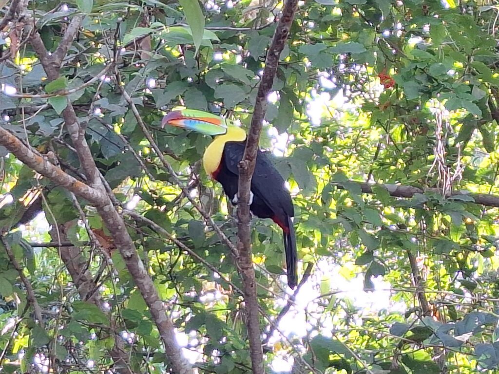 Tukan Tukan w Cerro Ancón, zielonym parku na wzgórzu z widokiem na Panama City.