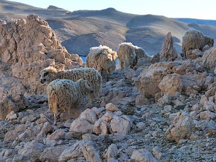 Widok via ferraty na Marsie z owcami w tle