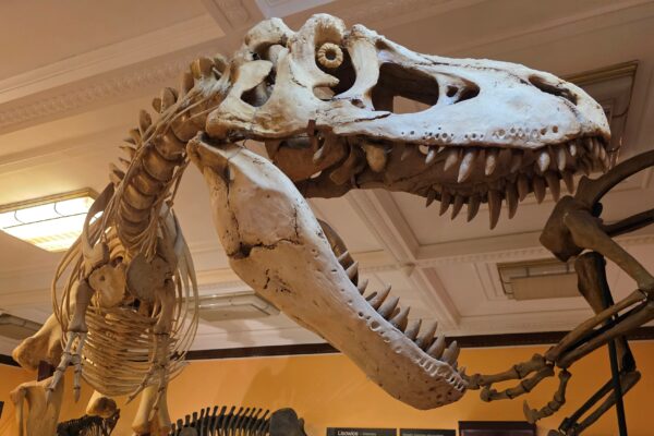 Muzeum Ewolucji – spotkanie z dinozaurami
